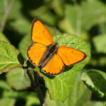 farfalla-lycaena