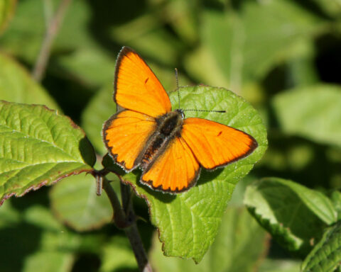 farfalla-lycaena