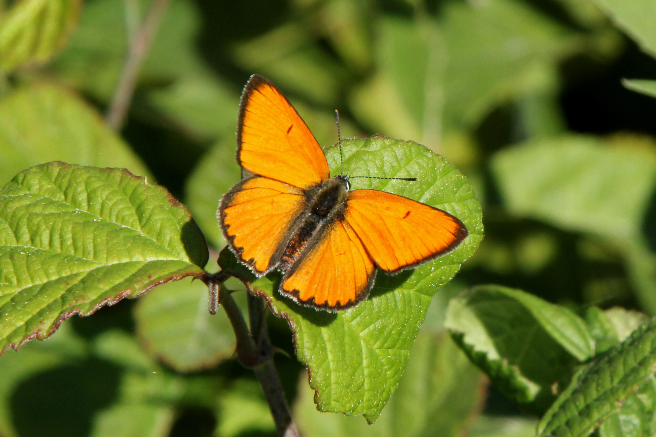 farfalla-lycaena