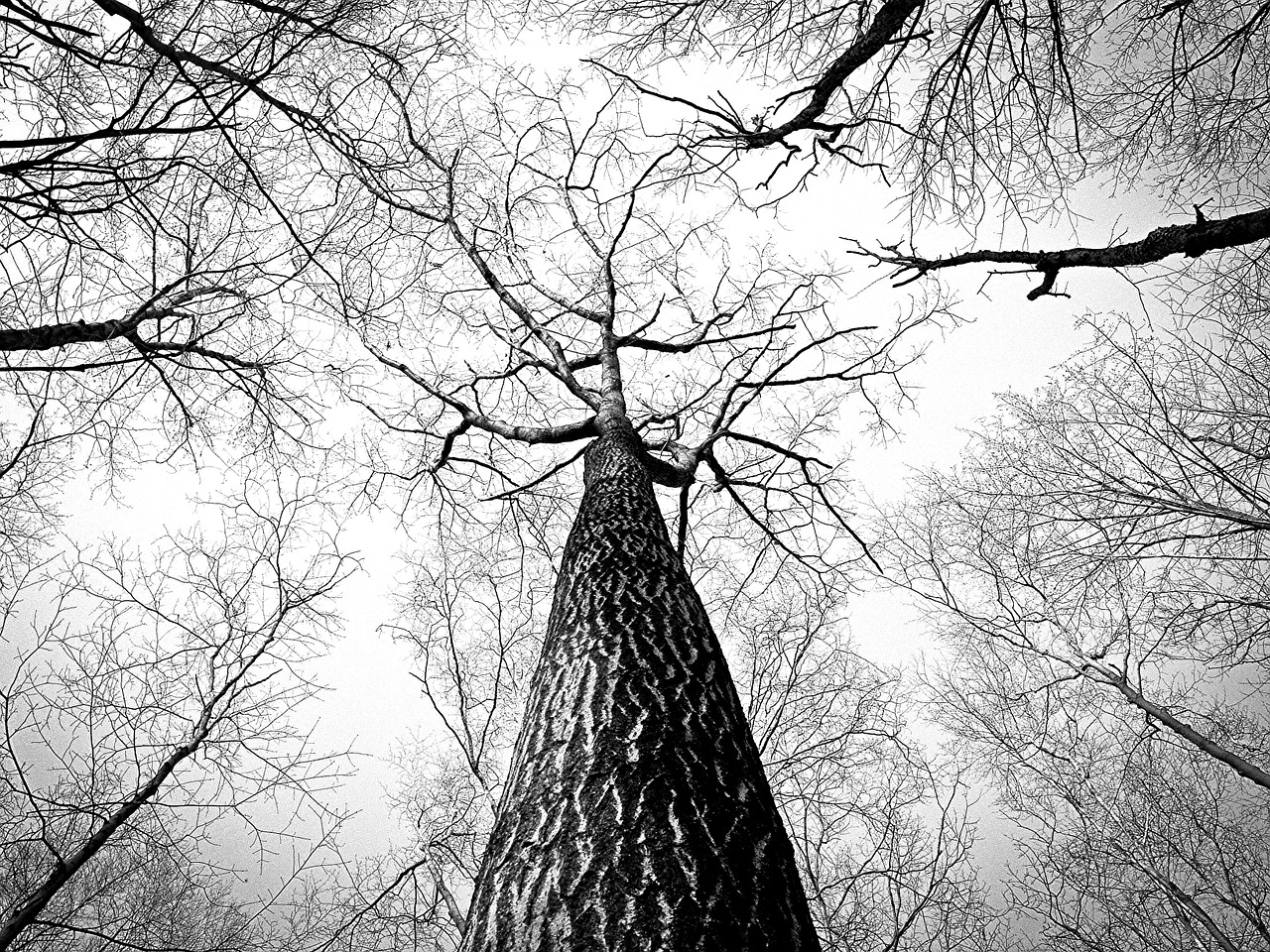 Le chiome degli alberi