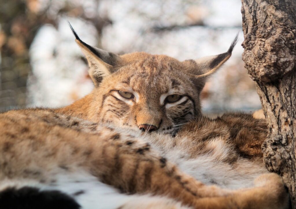 lince eurasiatica