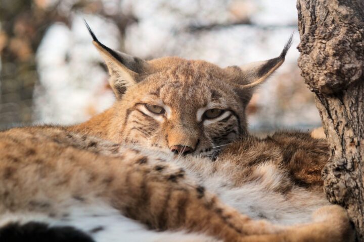 lince eurasiatica