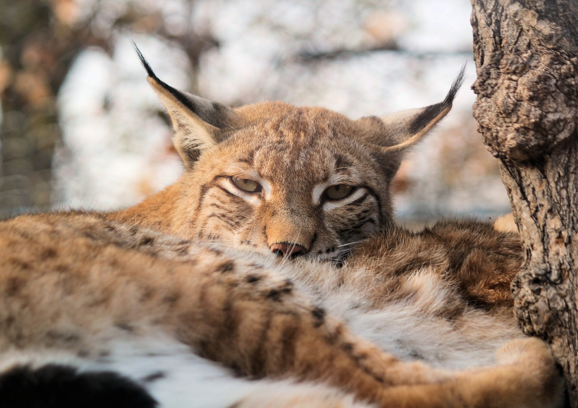 lince eurasiatica