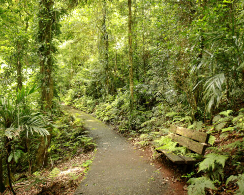 Gondwana Rainforest in Australia