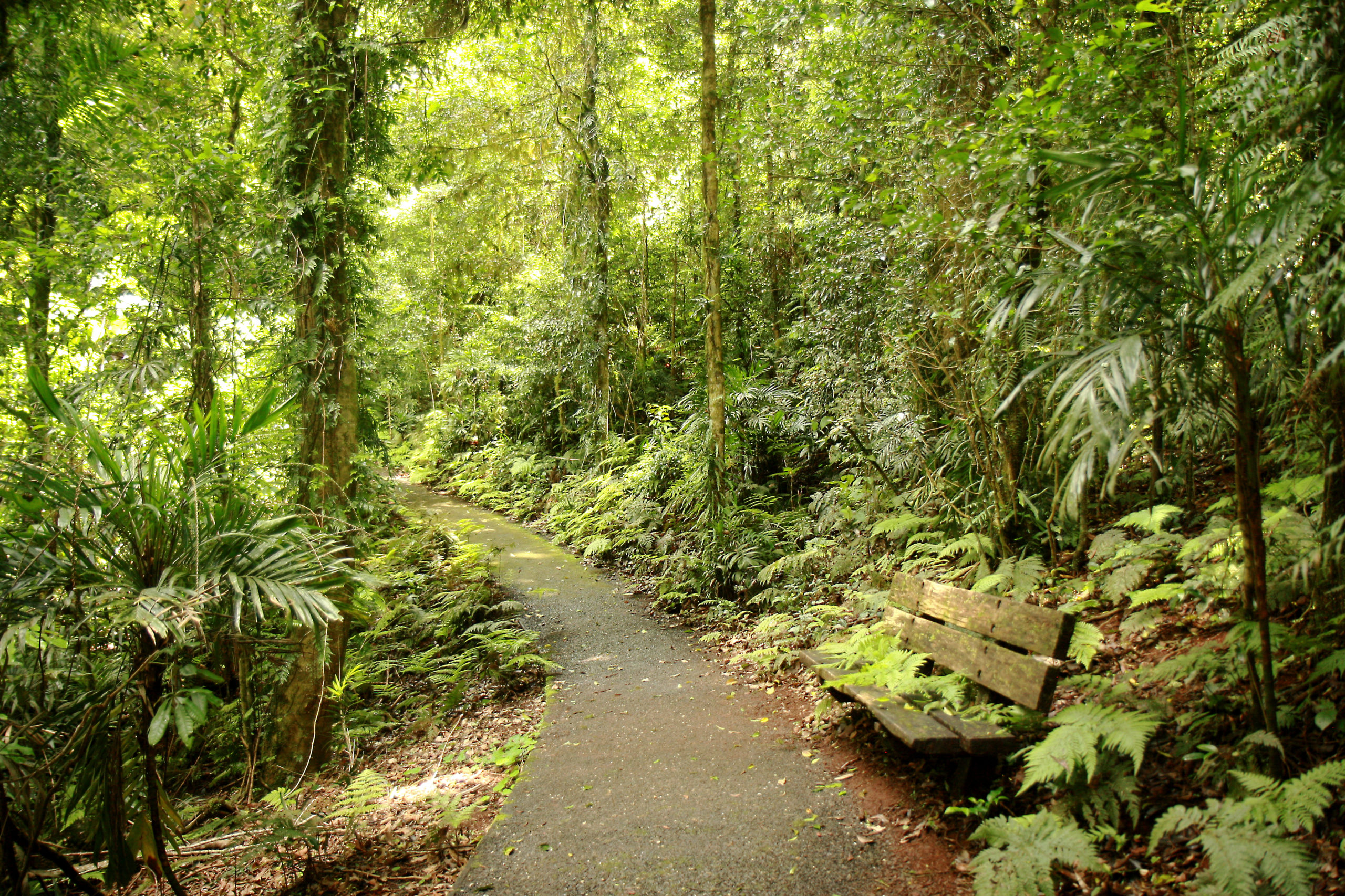 Gondwana Rainforest in Australia