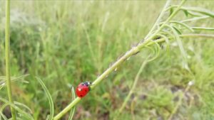 Una coccinella osservata a Taranto durante la Nature city challenge 2019