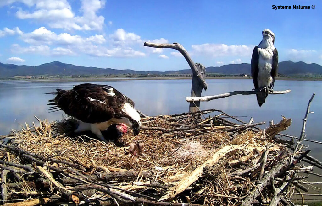 Un piccolo nido nella Riserva naturale della Diaccia Botrona (Grosseto)