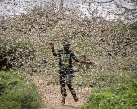 Africa, invasione locuste