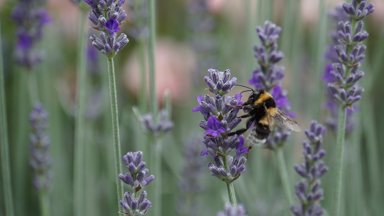 Biodiversità a rischio