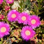 fico di mare (Carpobrotus Edulis viola)