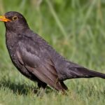 Turdus merula (Merlo)