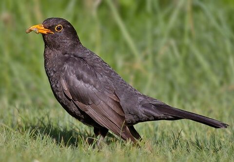 Turdus merula (Merlo)