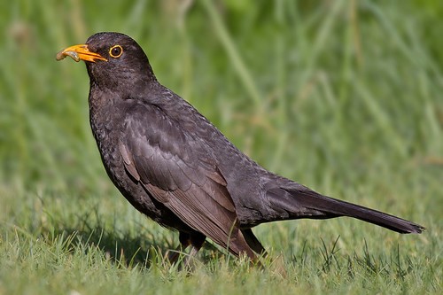 Turdus merula (Merlo)