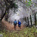 viaggio nel bosco