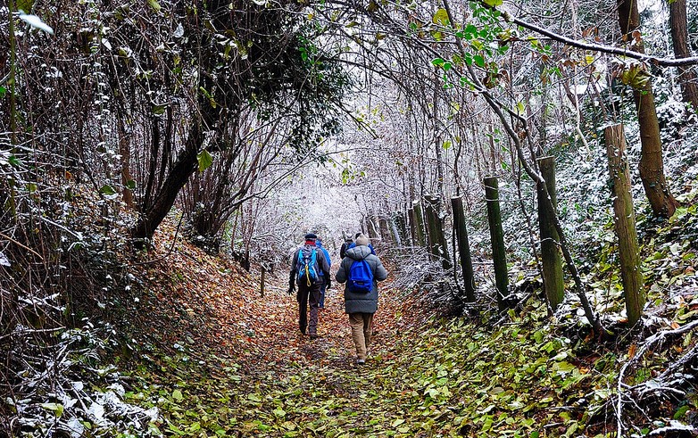 viaggio nel bosco