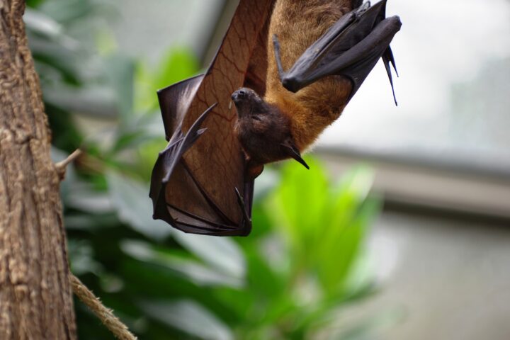 Pipistrello