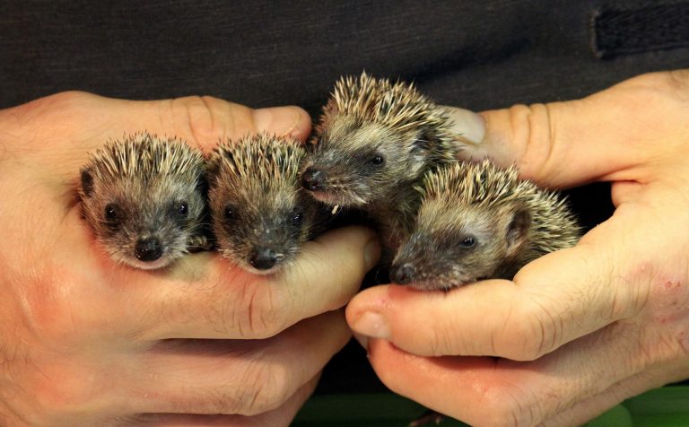 Quattro cuccioli di riccio svezzati nelle mani