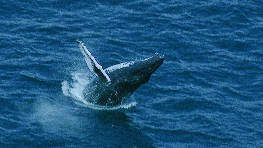 Una mamma megattera (Megaptera novaeangliae) che difende il proprio cucciolo in un video di BBC Earth