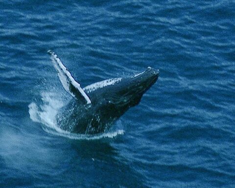 Una mamma megattera (Megaptera novaeangliae) che difende il proprio cucciolo in un video di BBC Earth