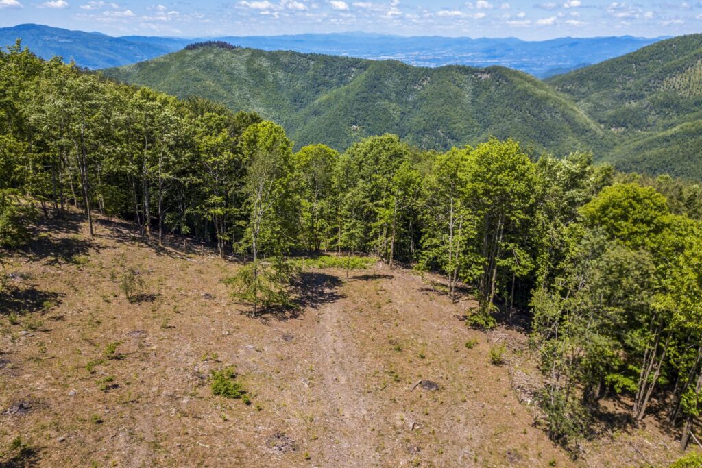 Uno scorcio della Foresta Casentino