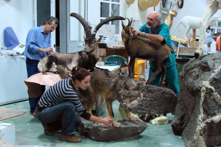 preparazione di una esposizione al Museo zoologico di Roma