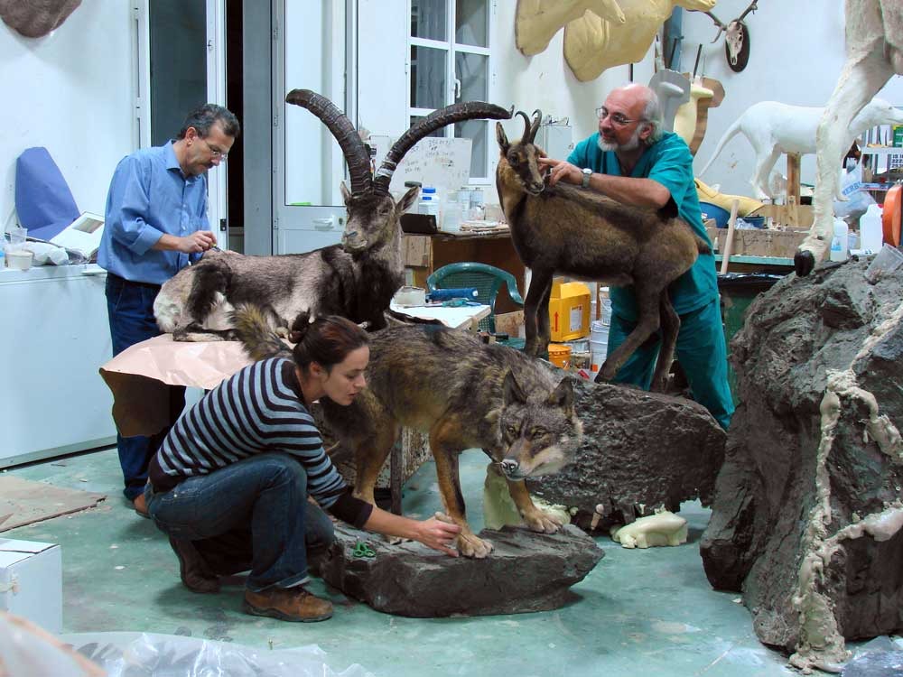 preparazione di una esposizione al Museo zoologico di Roma