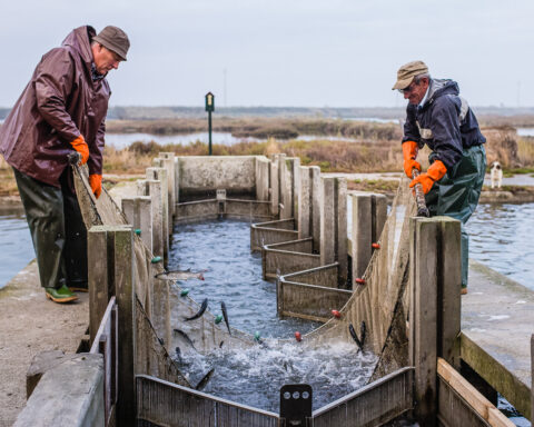 Due pescatori raccolgono il pesce da reti sulle banchine nel Parco del Delta del Po