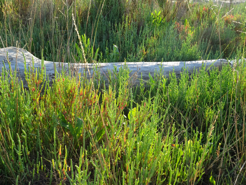 Salicornia, ninfee e fiori di loto