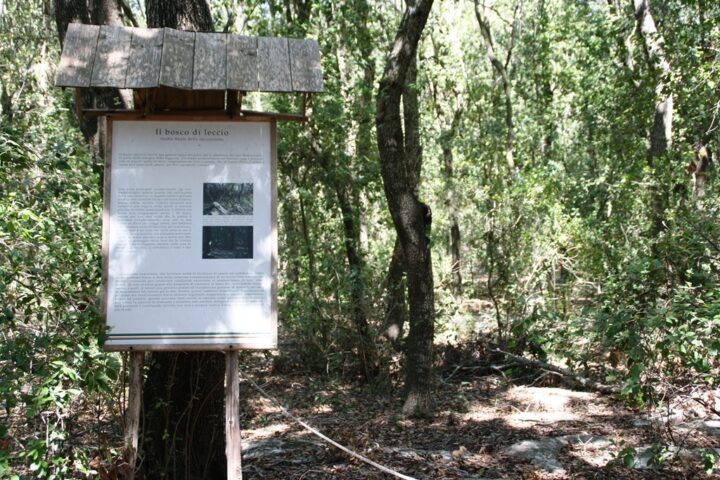 Il bosco di lecci del Museo Naturale del Salento