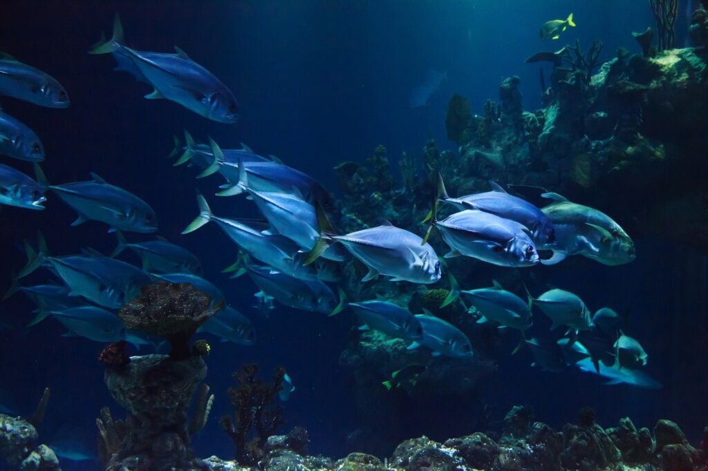 mare biodiversità