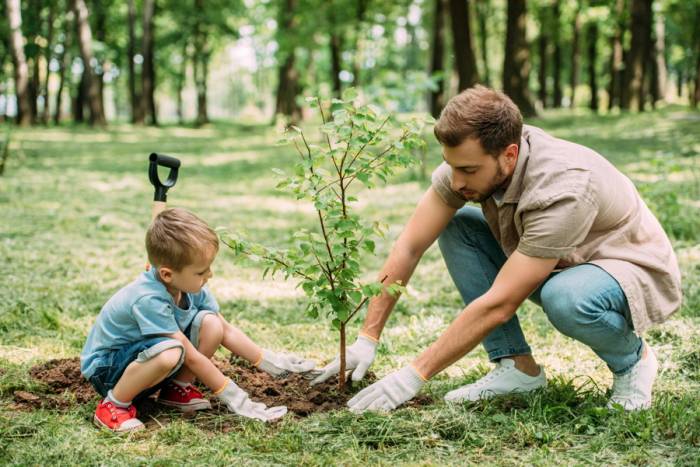 piantare alberi