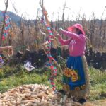 La cultura Purepecha o Tarasca è una cultura pre-colombiana del Messico che fiorì soprattutto nello stato orientale di Michoacan