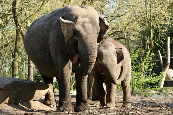 Elefanti, grandi animali