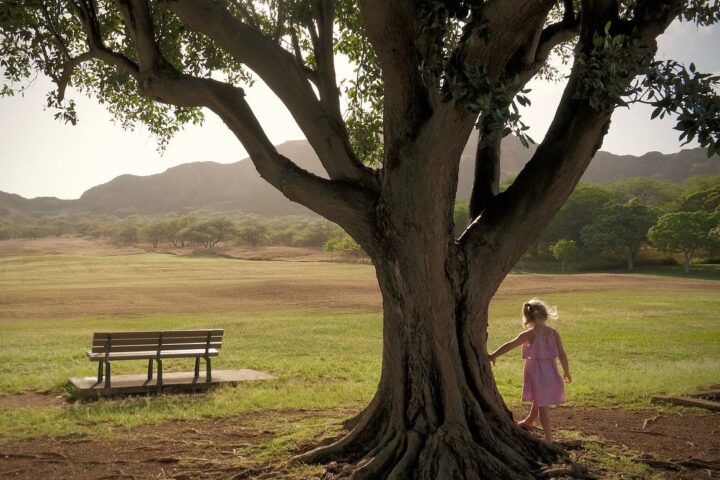 L'albero, libro di Pietro Greco