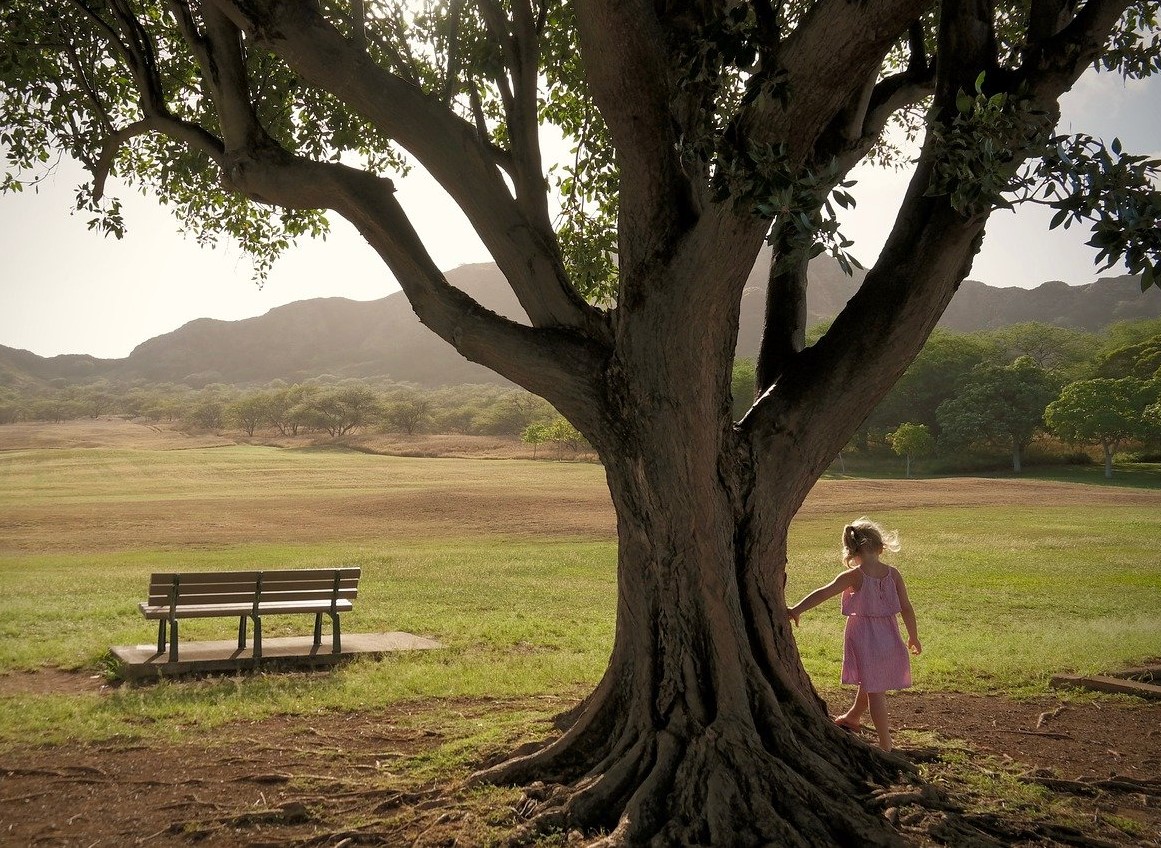 L'albero, libro di Pietro Greco