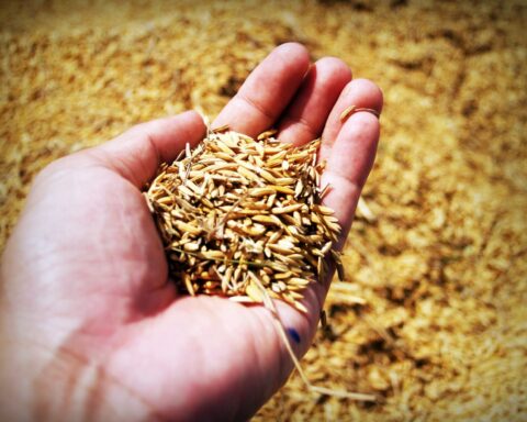 Grano