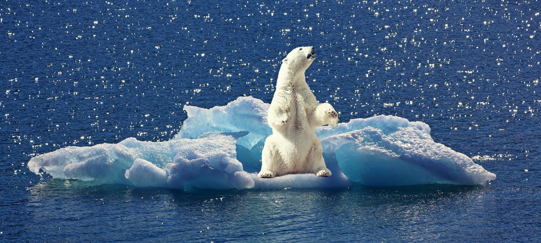 orso crisi climatica