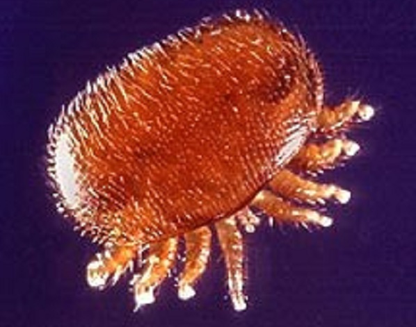 Varroa Mite