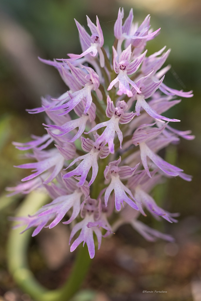 L'Orchis italica, nota come (orchidea italica, è stata fra le specie più fotografate della Cnc 2021