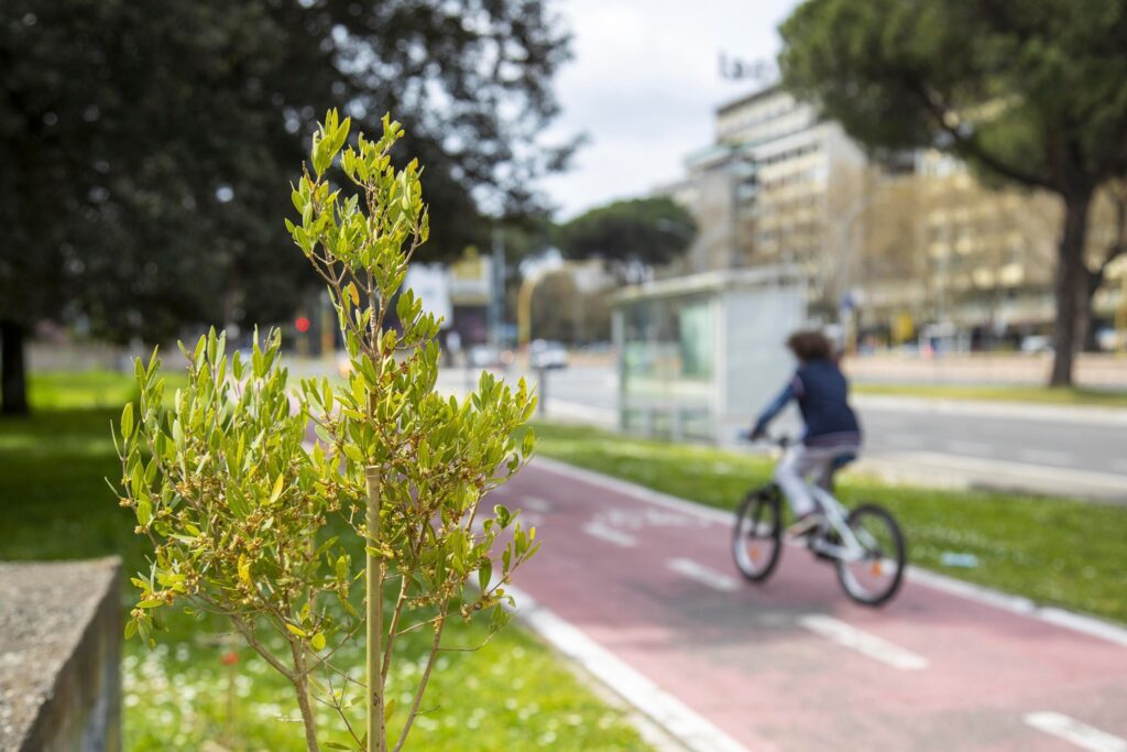 Un albero piantato da poco in una grande città, con una donna in bici sullo sfondo