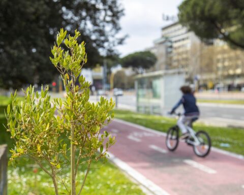 Un albero piantato da poco in una grande città, con una donna in bici sullo sfondo