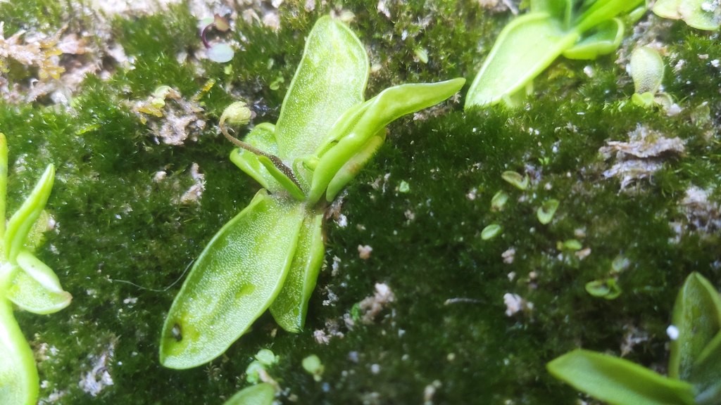 La Pinguicula hirtiflora si trova solo in Campania e Calabria