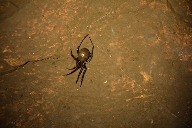 Il Meta bourneti è anche detto Gigante buono