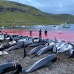 la mattanza della Grindadrap alle Isole Faroe