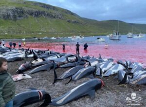 la mattanza della Grindadrap alle Isole Faroe