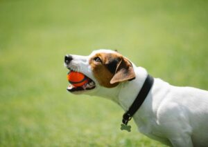 Cani di talento e noi. Un’indagine per capire come funziona l’apprendimento