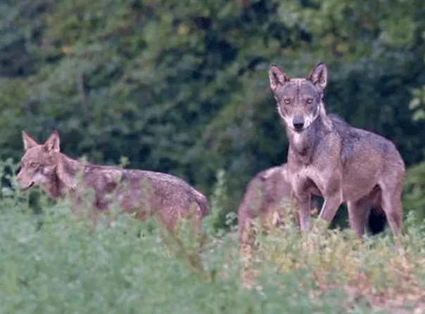 Branco di lupi sull'Appennino, foto di Stefano Manfredini