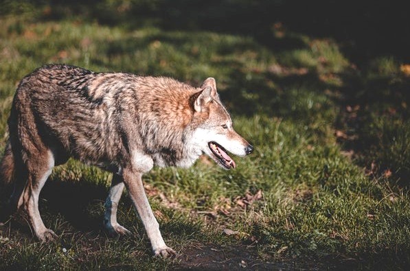 il lupo, icona della natura selvaggia