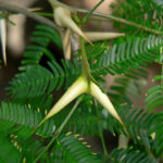 Una pianta di Acacia cornigera