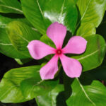 Catharanthus roseus
